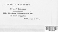 Golovinomyces cichoracearum image